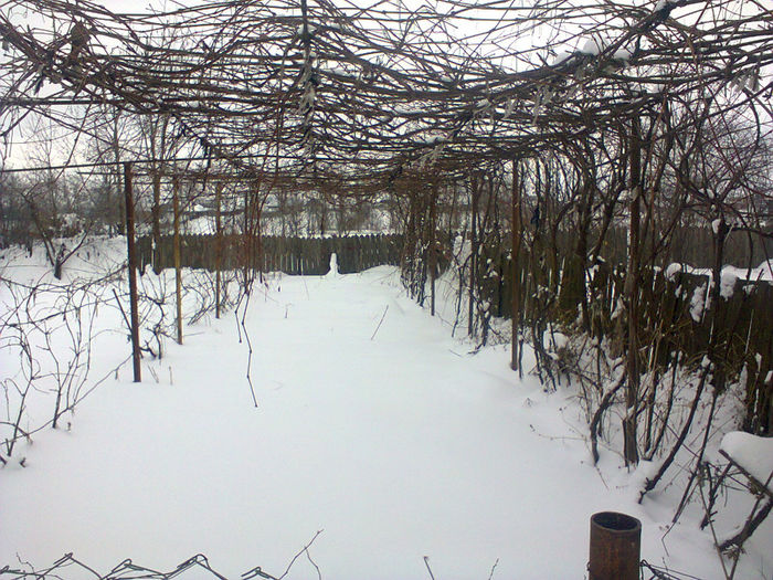 Photo0359 - a venit iarna 2012-2014