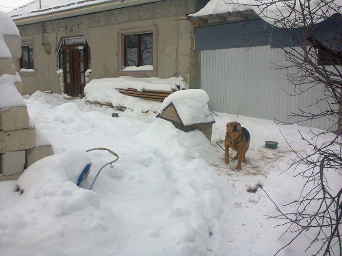 Photo0361 - a venit iarna 2012-2014