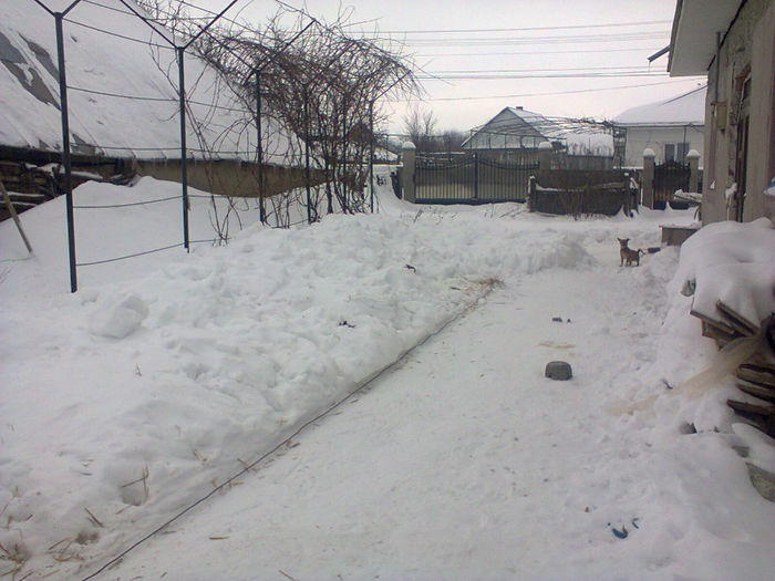 Photo0374 - a venit iarna 2012-2014