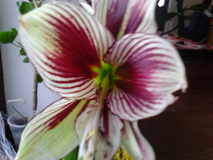 1656111_1441394939429689_2111040861_n - bulbisorii mei