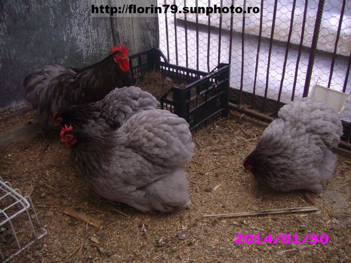 COCHIN PITIC ALBASTRU