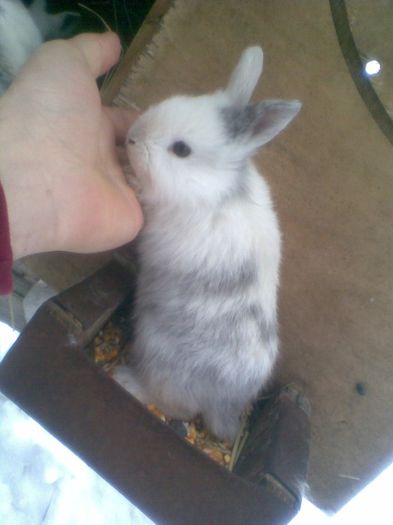 IMG012 - iepuri Marder
