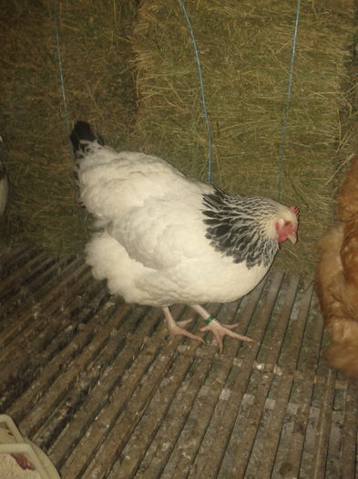 Gaina Sussex - Pasari