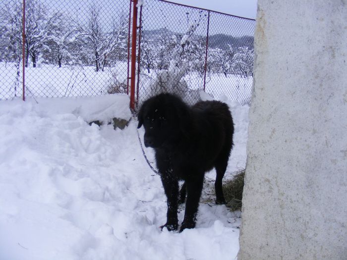 DSCF5279 - femela cumparata de la stana din zona mea