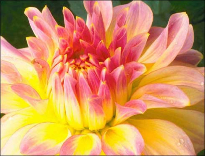 floare superba - flori viu colorate
