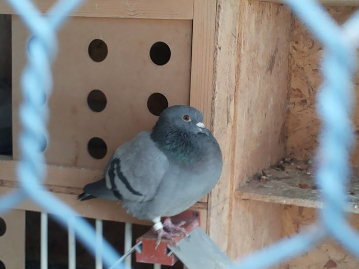 20140202_143719 - Porumbei voiajori