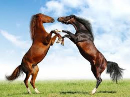 doi cai frumosi - cai  frumosi