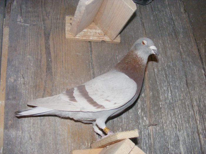 norma fond demifond - Porumbei arhiva