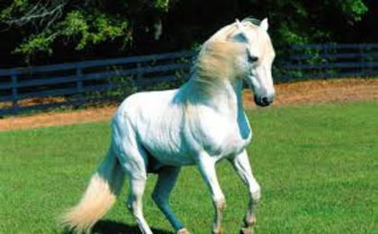 cal , curat , si alb - cai  frumosi