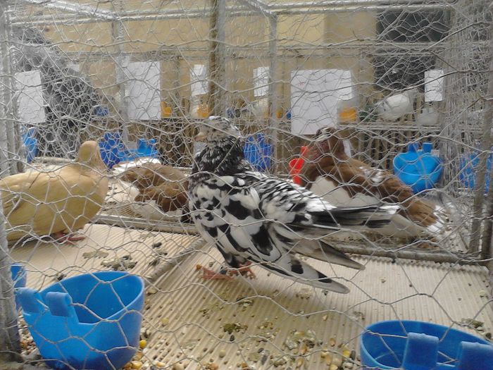 IMG_20140202_100833_0 - expozitie Craiova- Fauna Baniei 2014