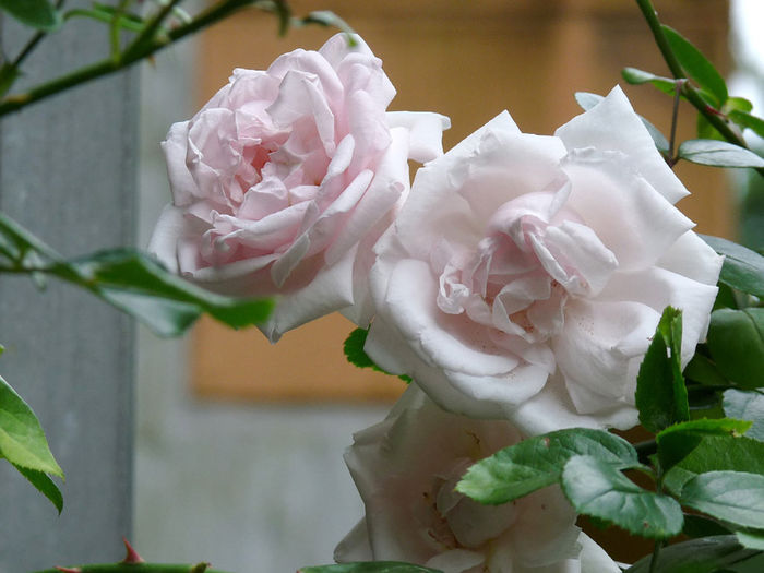 P1270838-New-Dawn-(6)