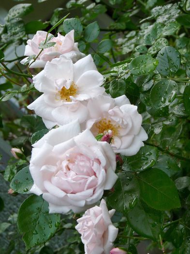 P1270838-New-Dawn-(10)