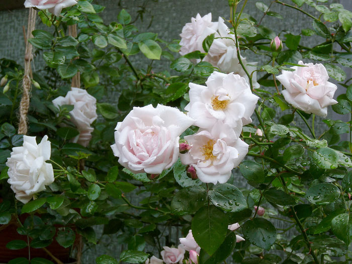 P1270838-New-Dawn-(11)