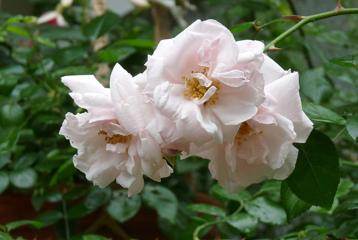 P1280246-New-Dawn-(3)