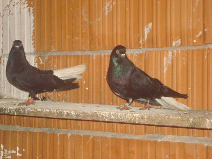  - 04- Porumbei codalb negru