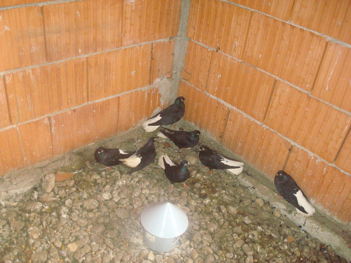  - 04- Porumbei codalb negru