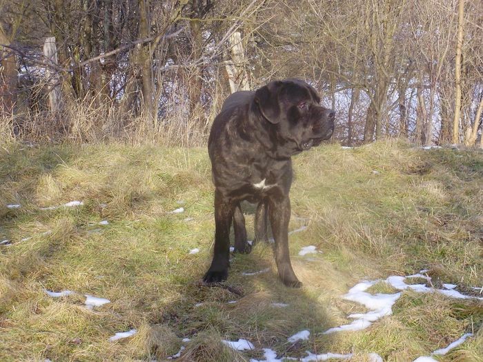 P1110247 - max cane corso