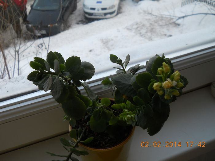 024 - FLORI 2014