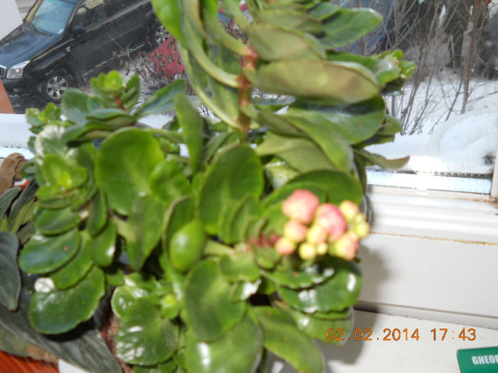 026 - FLORI 2014