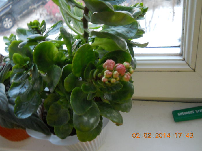 027 - FLORI 2014