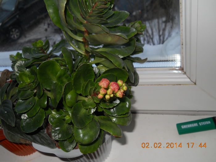 030 - FLORI 2014