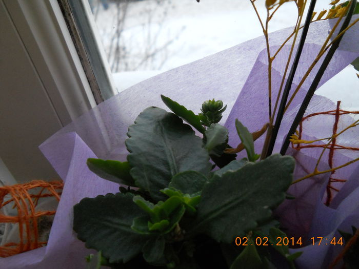 033 - FLORI 2014