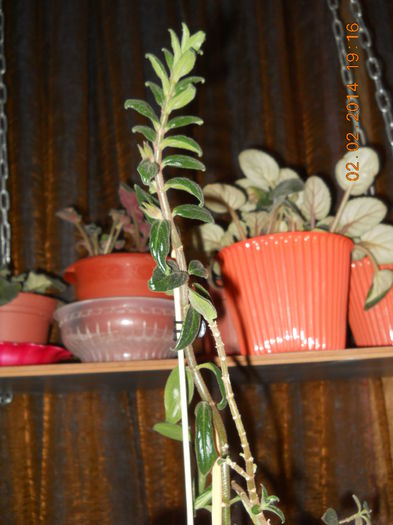 aeschynantus rosu - FLORI 2014