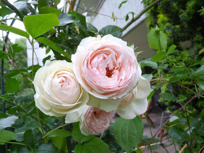 P1190424-(5)