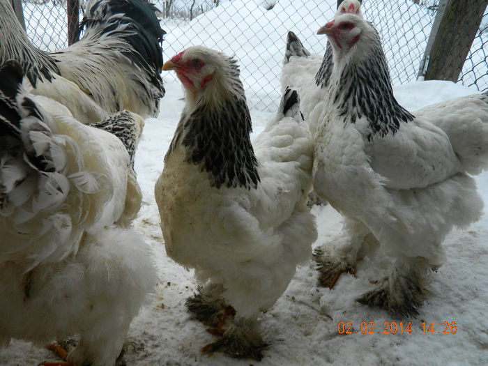 BHD - DE VAZARE GAINILE