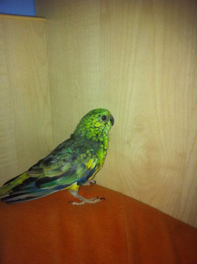 papagal cantator - papagalul meu