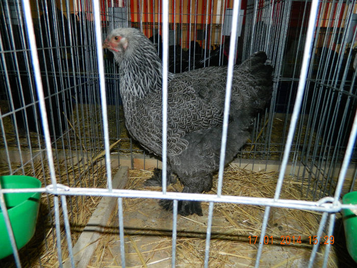 bhi; La Expo Fauna Mehedinteana 2014
