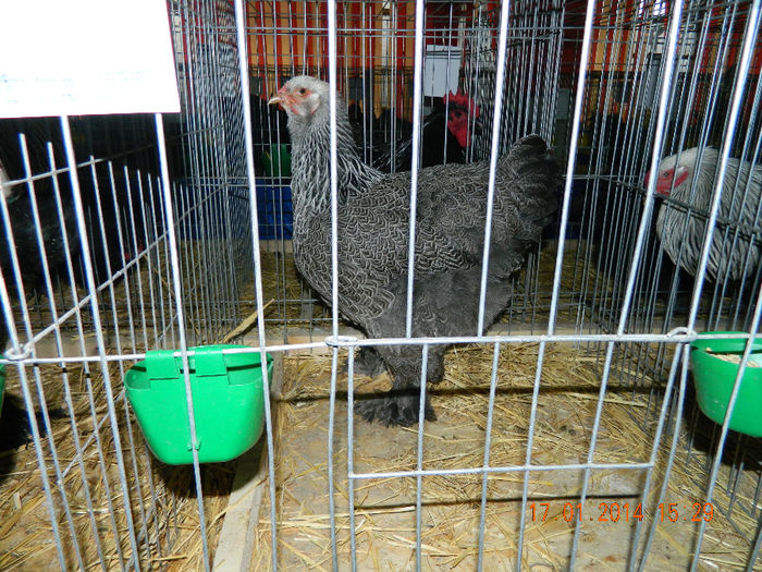 bhi; La Expo Fauna Mehedinteana 2014
