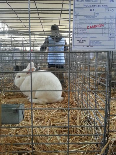 campion Petrica Ilies - Expo Maramures 2014