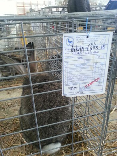 campion Astalis Calin - Expo Maramures 2014