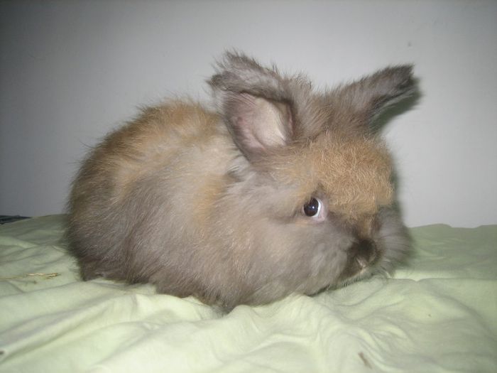 Mascul Angora Englez 7 saptamani - 05-Cuib E-Litter E
