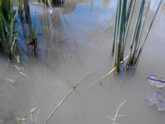 IMG_20130609_115220 - pesti