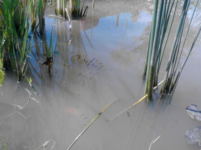 IMG_20130609_115225 - pesti