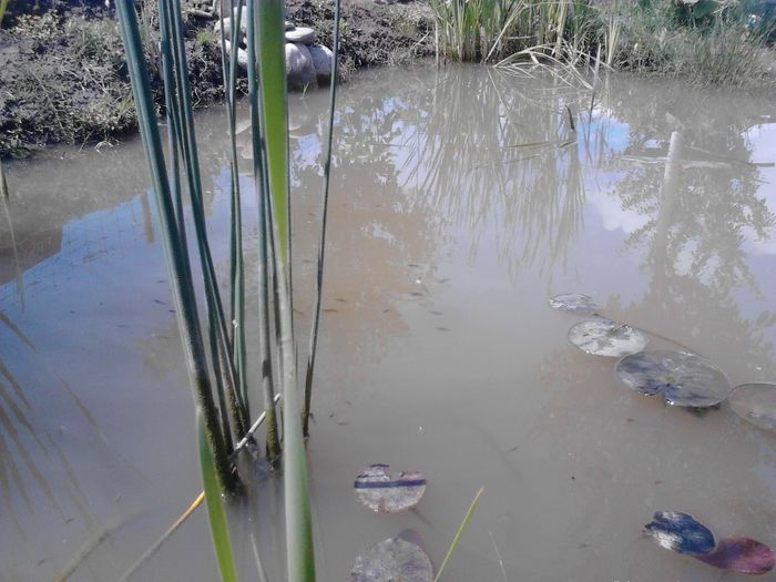 IMG_20130609_115325 - pesti