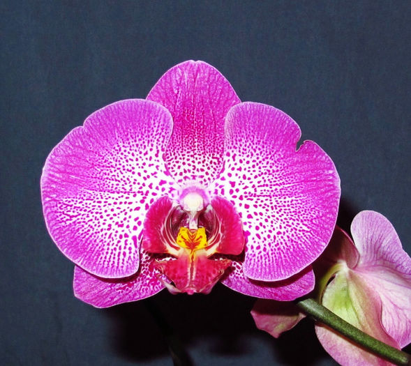 IMG_1988 - Reinfloriri orhidee 2014