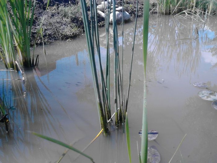 IMG_20130609_115332 - pesti