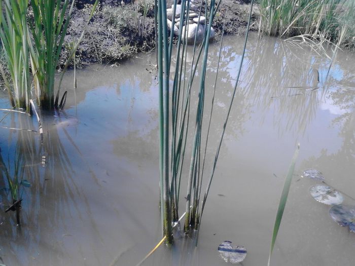 IMG_20130609_115346 - pesti