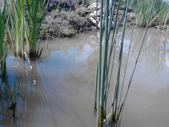 IMG_20130609_115358 - pesti