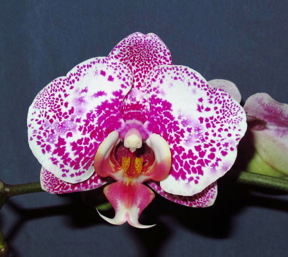 Dtps. Acker's Sweetie - Reinfloriri orhidee 2014