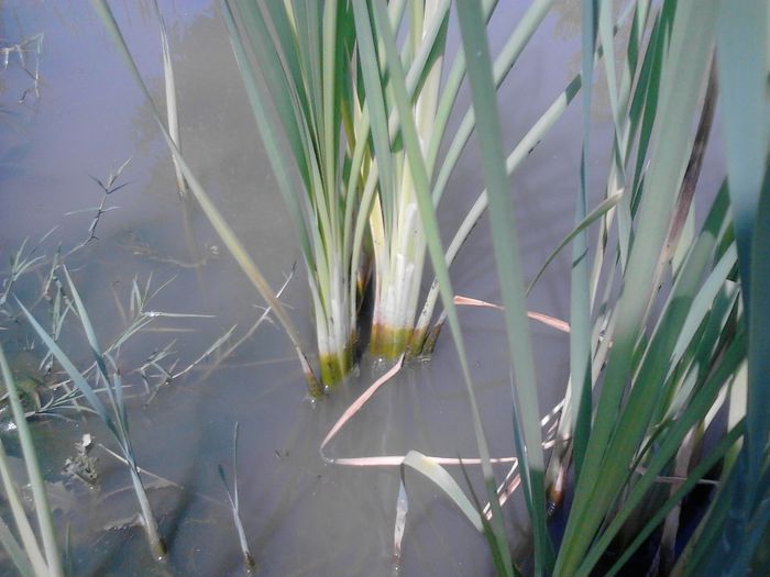 IMG_20130609_115412 - pesti