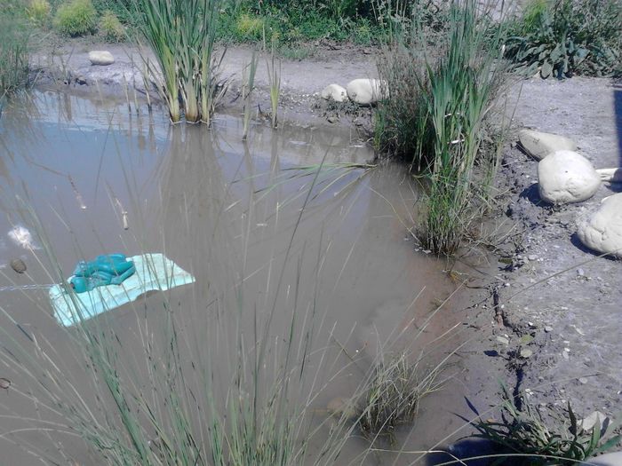 IMG_20130609_115444 - pesti