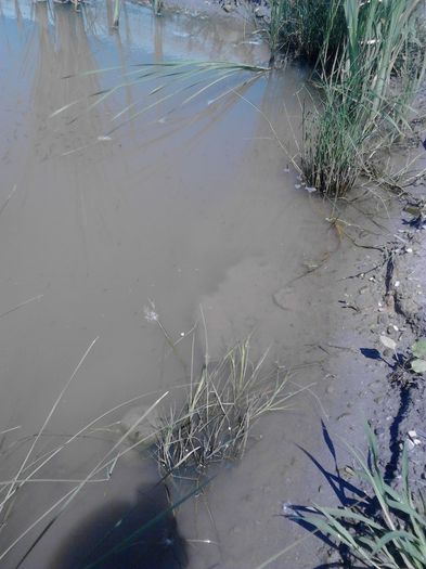 IMG_20130609_115511 - pesti