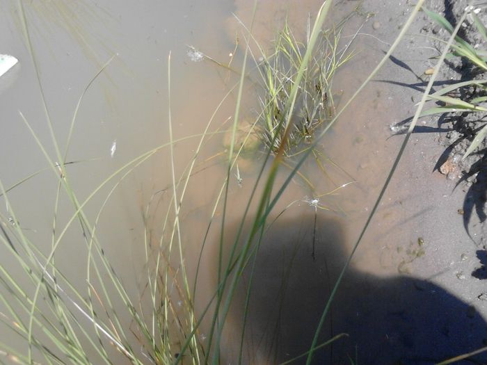 IMG_20130609_115521 - pesti