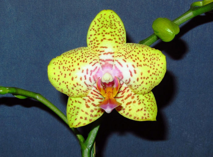 IMG_1995 - Reinfloriri orhidee 2014