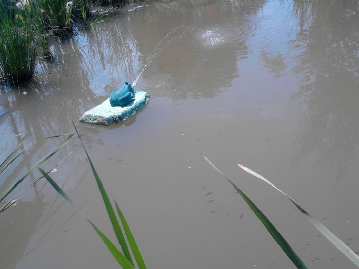 IMG_20130609_115709 - pesti