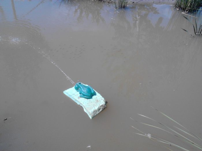 IMG_20130609_115734 - pesti